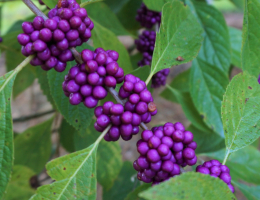 Callicarpa - American Beautyberry.